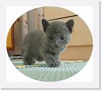 4weeks_2 * 640 x 561 * (183KB)