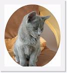 Barbera_9_weeks * 583 x 640 * (231KB)