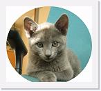 Barbera_9_weeks_a * 640 x 566 * (219KB)