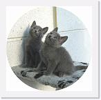 Girls_7_weeks_2 * 1308 x 1305 * (882KB)