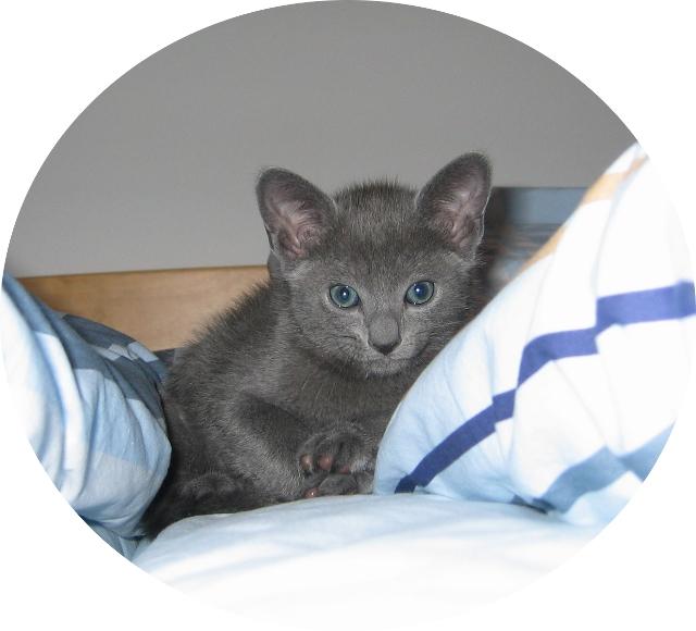 8weeks_Constantino