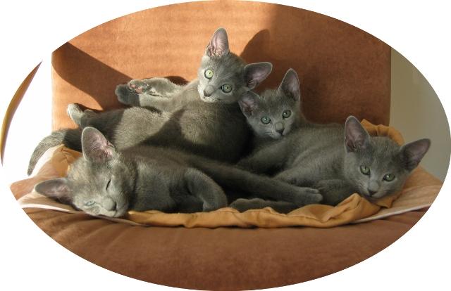 Constantino_Casimiro_Carmencita_Celestina_