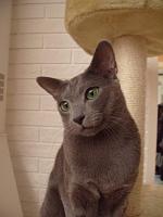  Kittens father S*Barynia's Wilmer
Foto: Agneta & Peter Sjöö